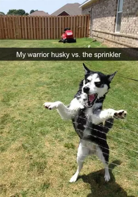 This Husky