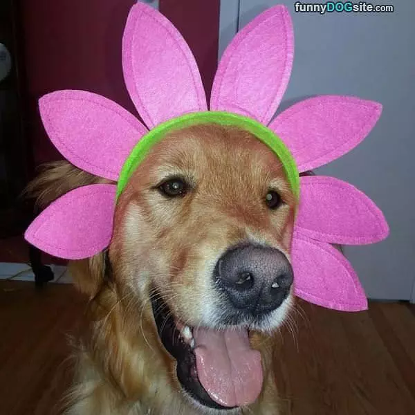 Im A Flower