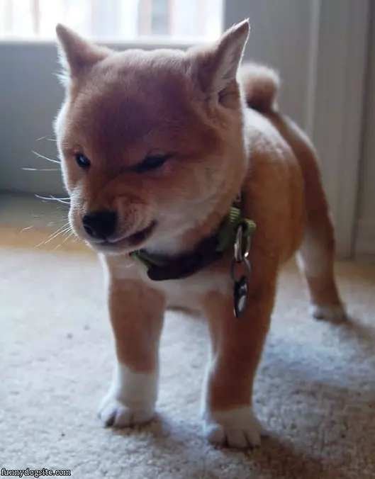 My Grrrr Face