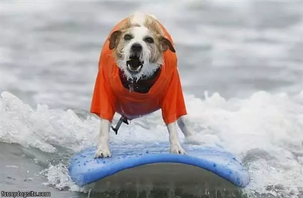 Surfs Up