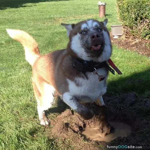 All Muddy