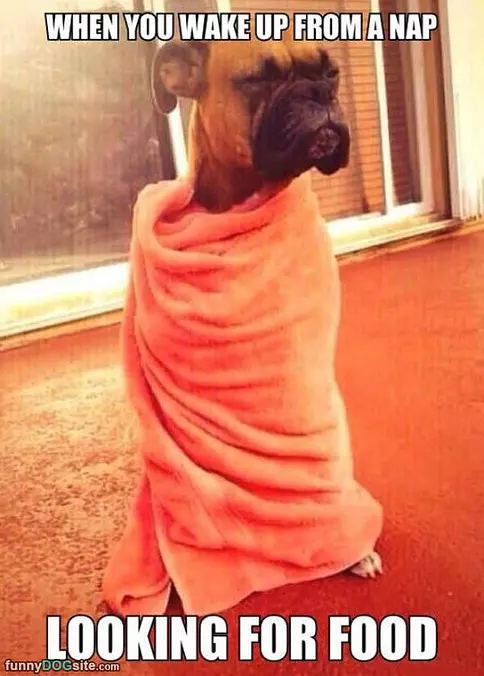 Wake Up From A Nap