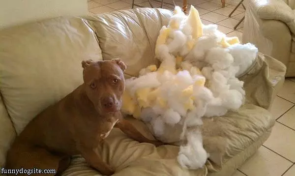 Nice Doggie