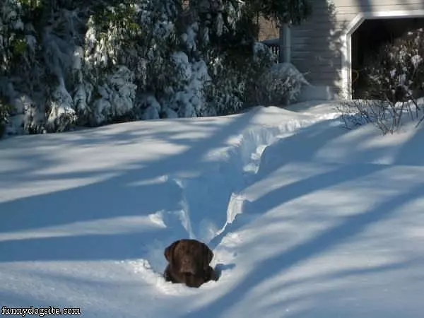 Love The Snow