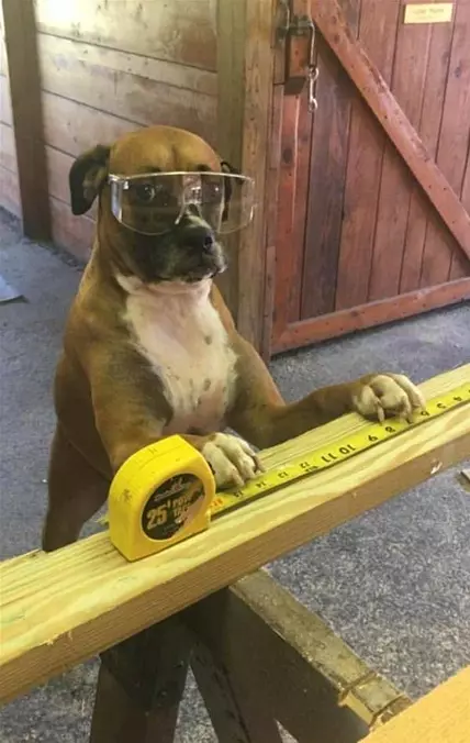 Construction Dog