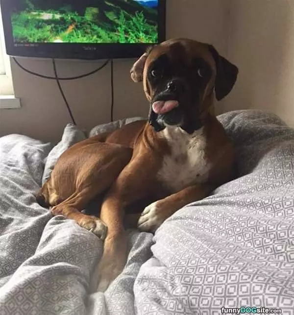 My Derppy Face