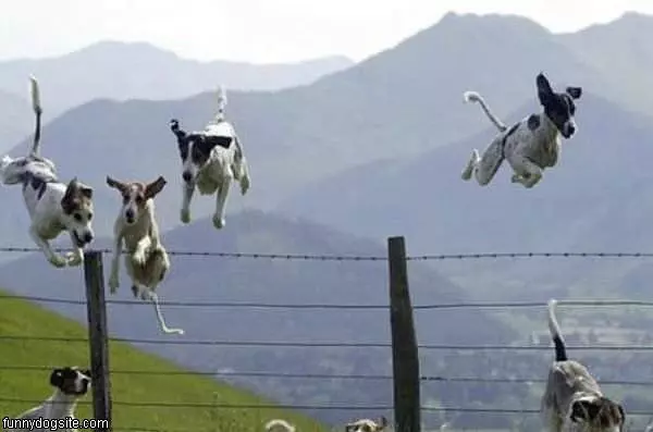 Flying Dogs