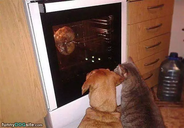 Watching For Snacks