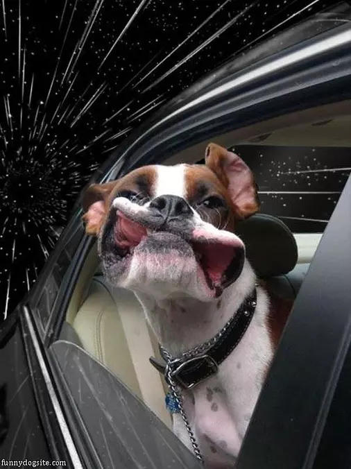 Space Dog