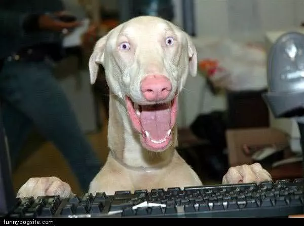 Happy Dog