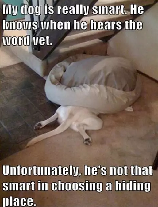 Dog Hates The Vet