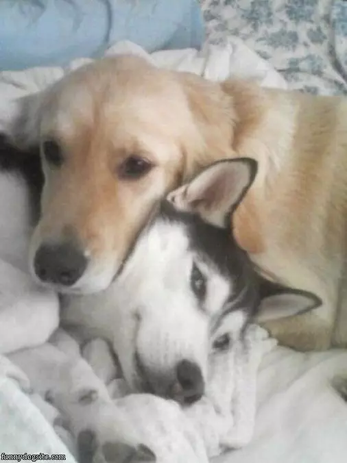 Dog Hugs