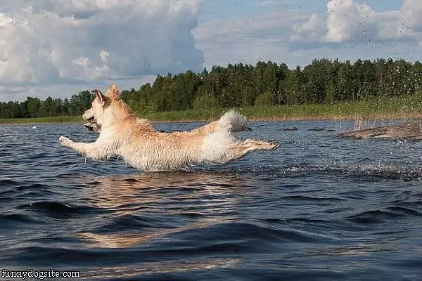 The Flying Dog