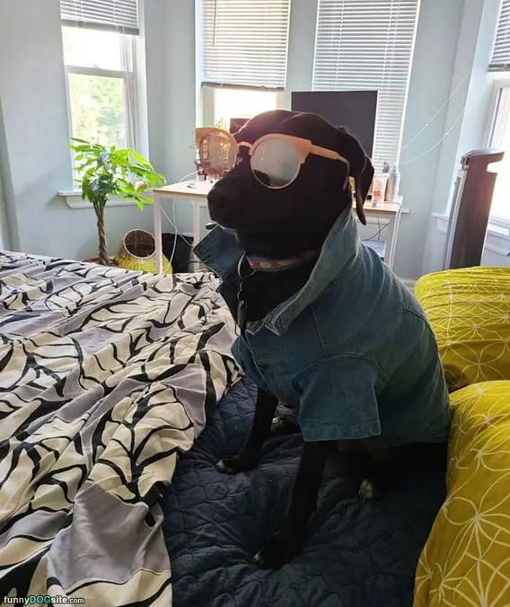 The Cool Dog