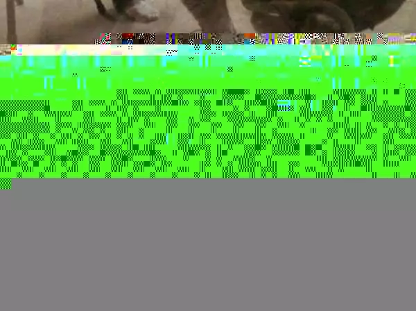 Did You See That Dog