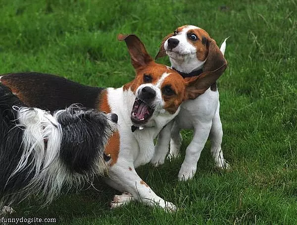 Dog Wars