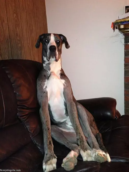 Can We Get A Bigger Couch