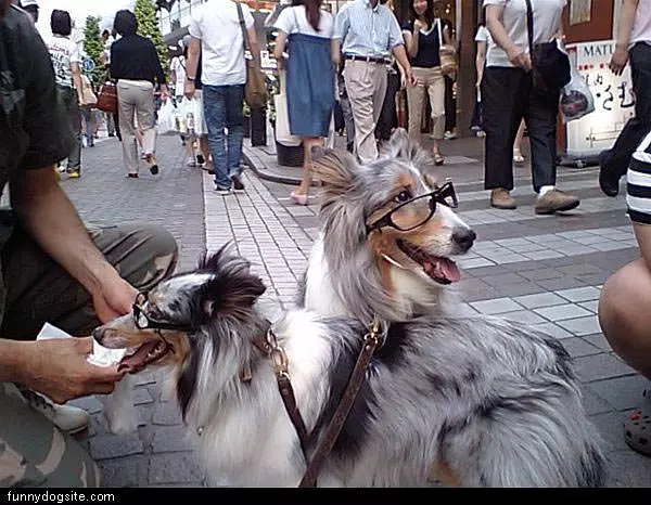 Sophisticated Dogs