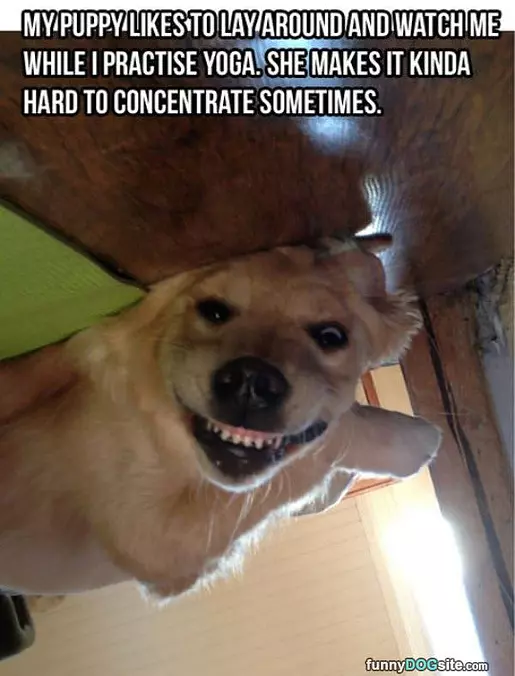 Dog Loves Yoga