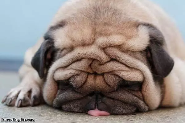 All Tuckered Out