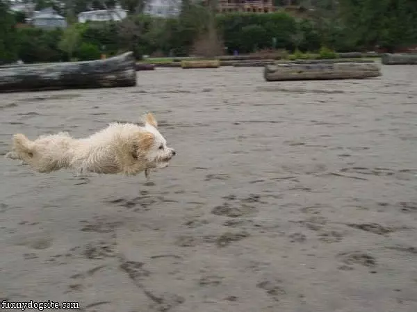 A Flying Dog