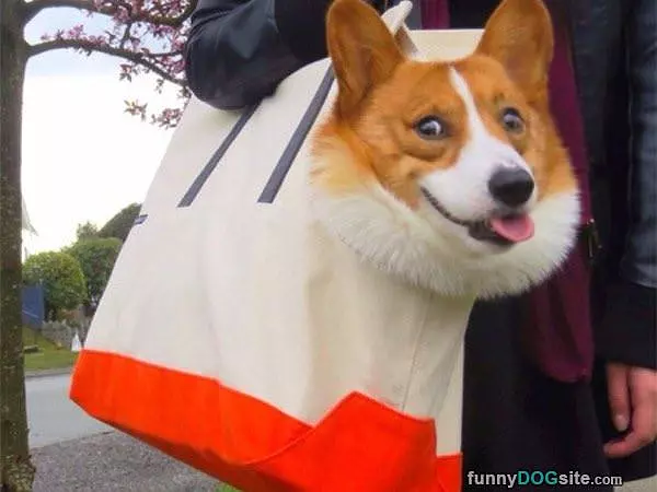 One Bag Of Dog