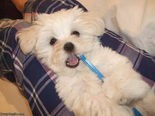 Brushing