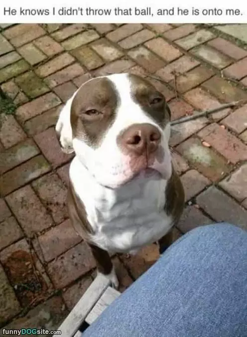 Did Not Throw The Ball