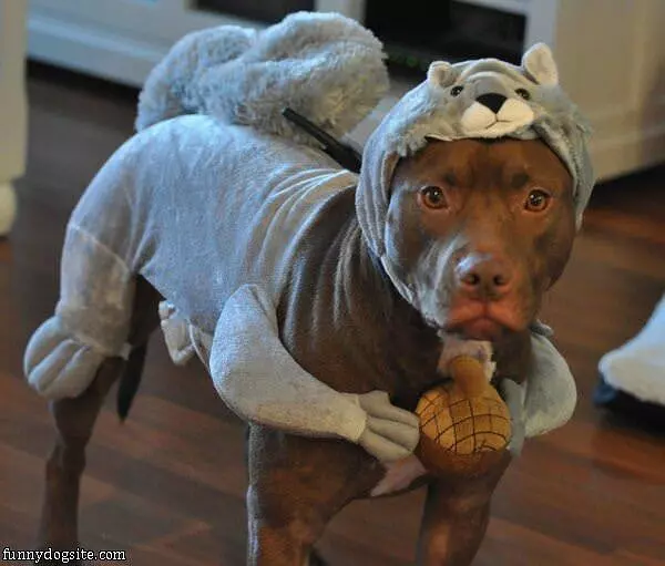 Squirrel Dog Costume