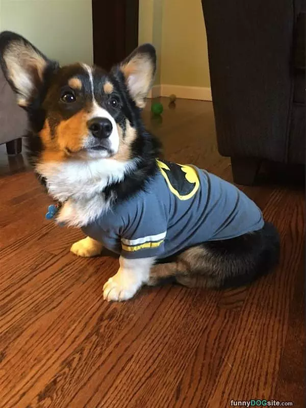 I Am Bat Puppy