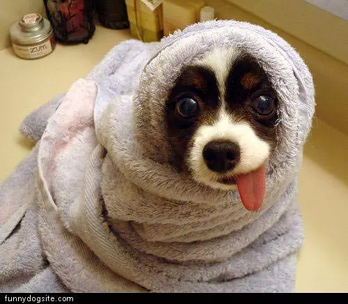 Towel Dog