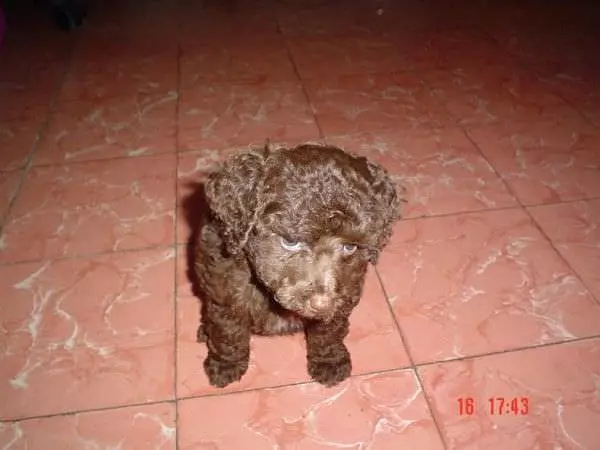 Cool Scruffy Dog