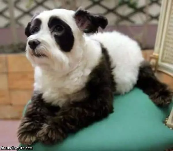 Panda Dog