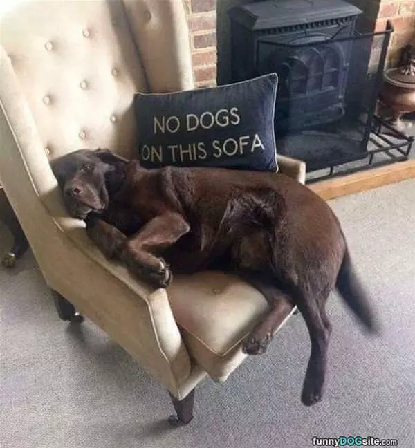 No Dogs On This Sofa