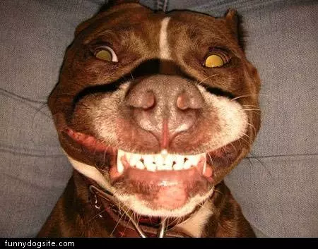 Big Smile Dog
