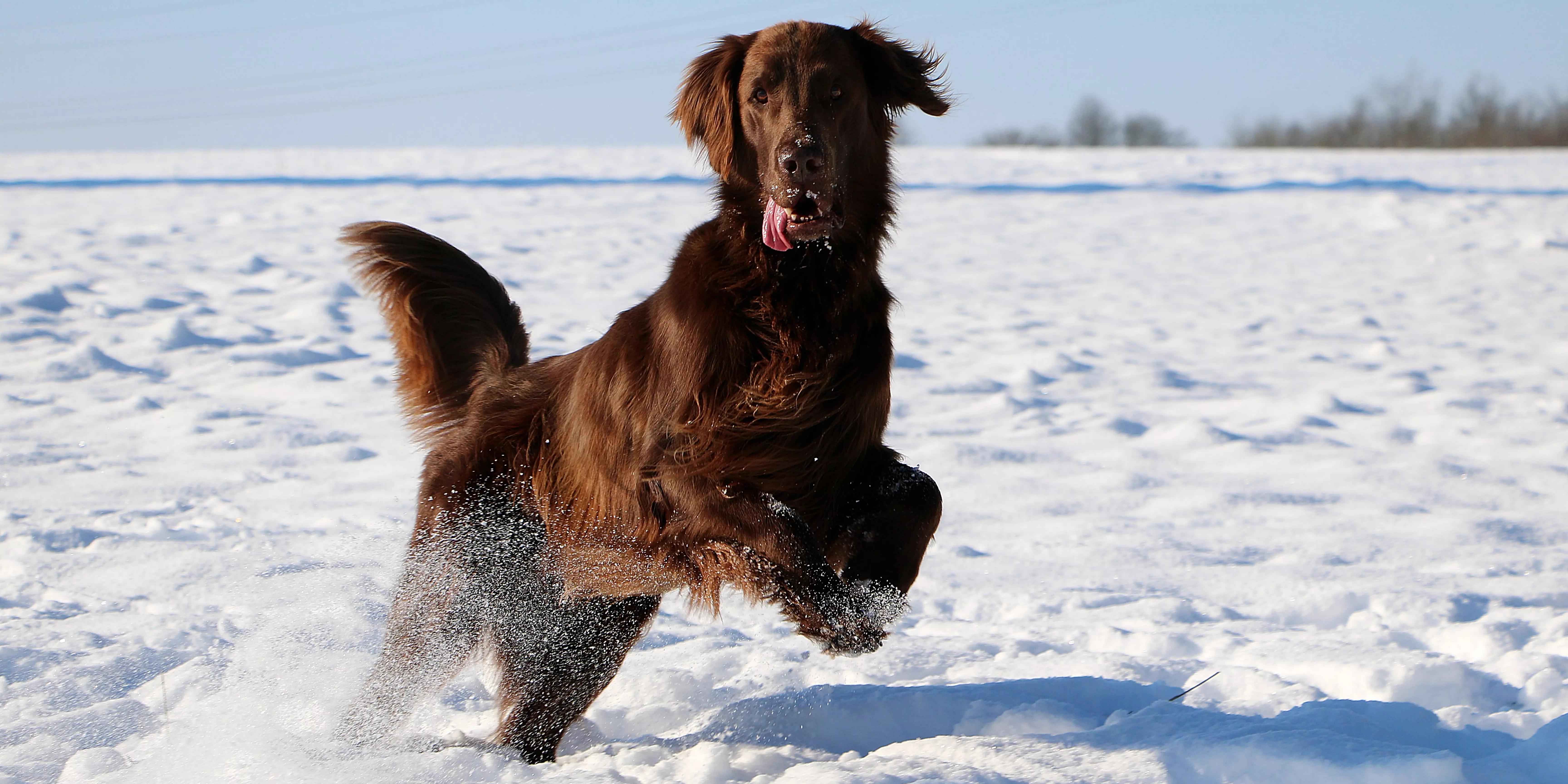 Flat-Coated Retriever