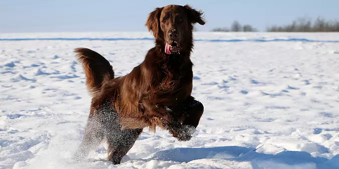 Flat-Coated Retriever playi...