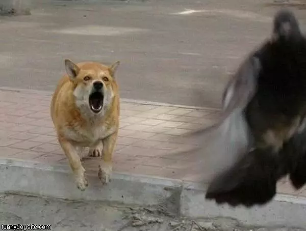 Hates Birds