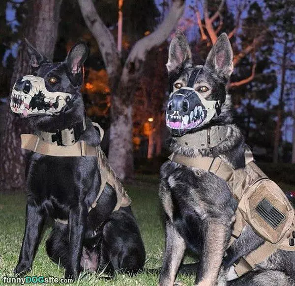 Cool Dog Mask
