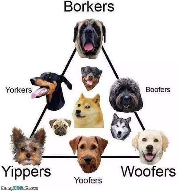 The Dog Triangle
