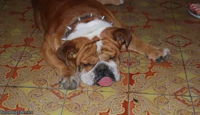 Sleepy Dog