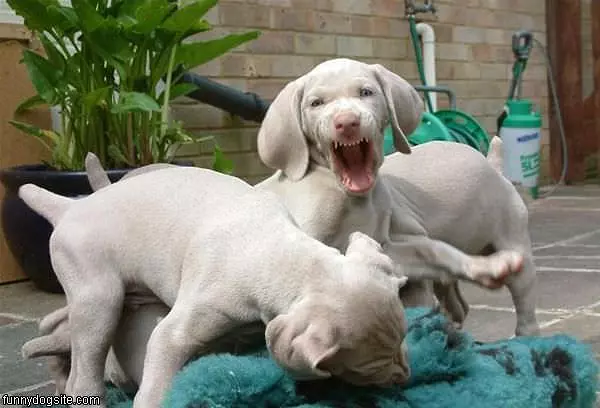Dog Means Business