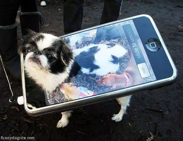 Iphone Dog