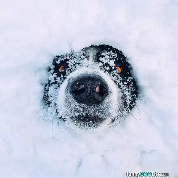 Popping Out Of The Snow