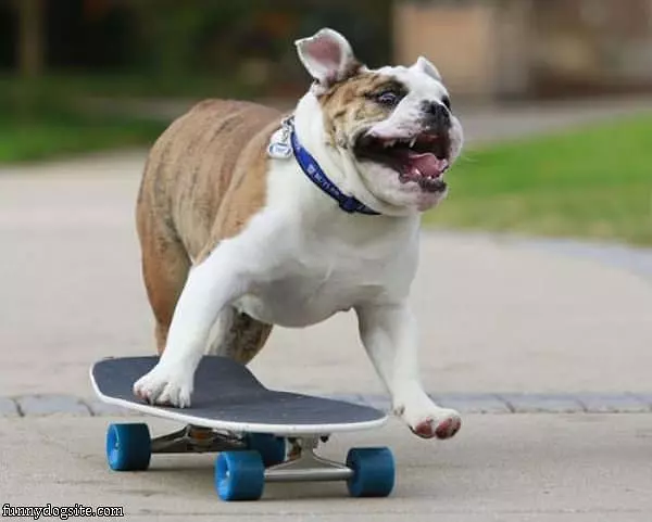 Skateboarder