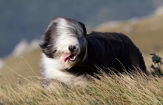 Bearded Collie having fun