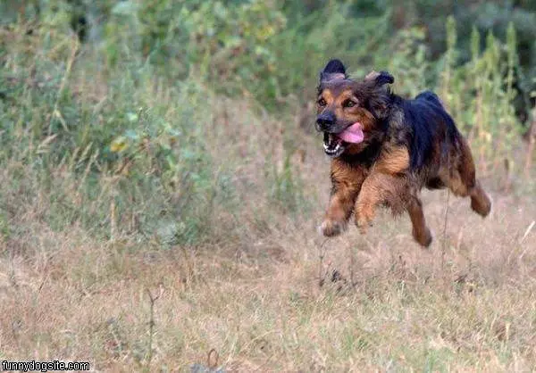 Flying Dog