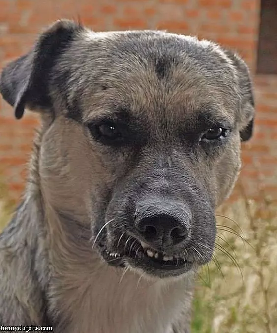 My Grrrrrr Face