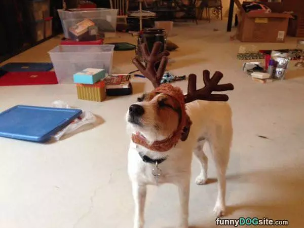 Reindeer