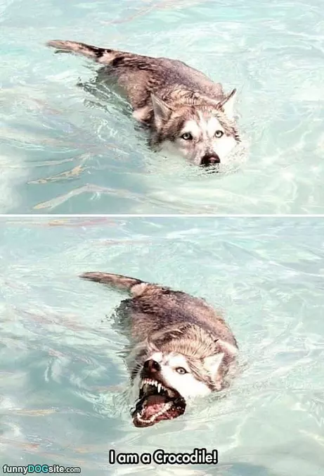 Swimming Crocodile